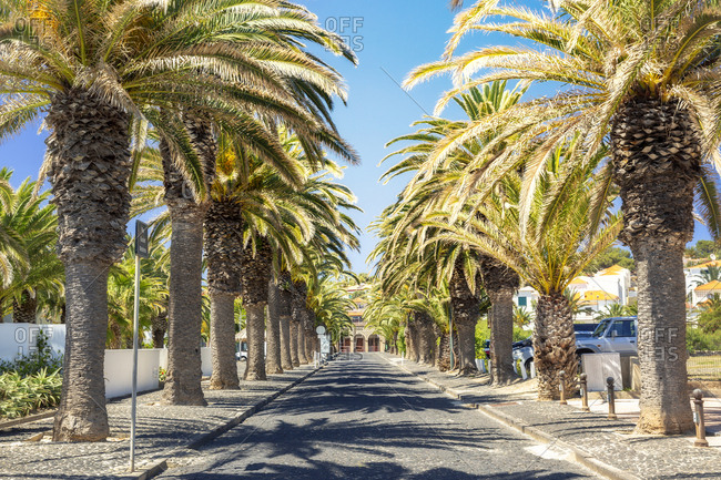 Palm alley on sunny day