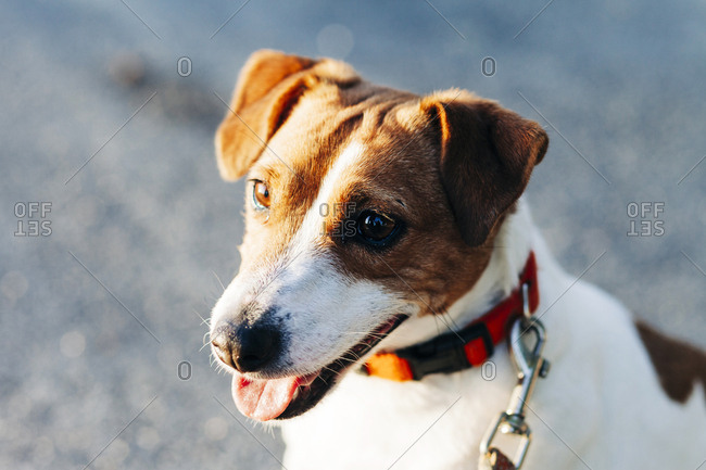 Portrait of Jack Russell Terrier