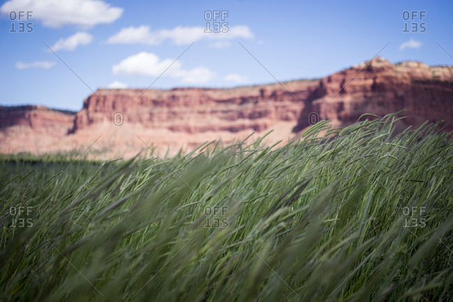 Green grass in front of red rock cliffs, Kannaraville, Utah, USA