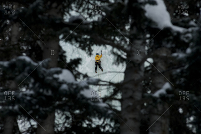 A young man ice climbing, viewed through tree branches, near Telluride, Colorado.