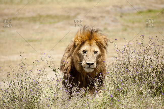Lion in the flowery bush staring at visitors, Serengeti, Tanzania
