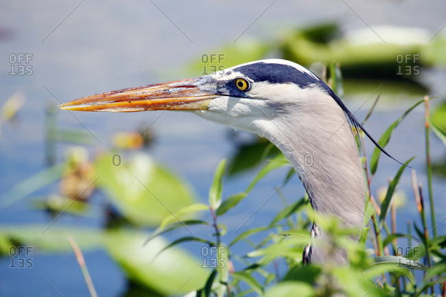 USA. Florida. Everglades National Park. Anhinga Trail. Close-up of a great heron during the hunt arising from the vegetation.