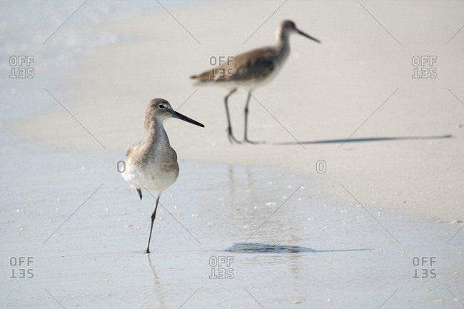 USA. Florida. Fort Myers beach,  Lovers Key State Park. The beach. Sandpipers.