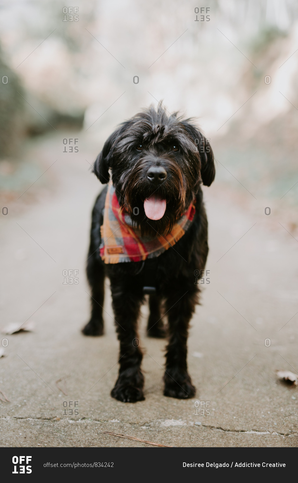 Hairy dog in red neckerchief standing with tongue out and resting in the middle of the road on daytime