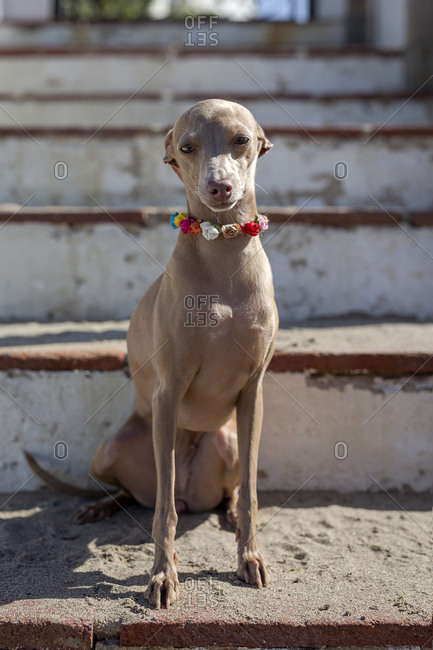 Funny little dog in colorful collar sitting on shabby stairs in sunlight