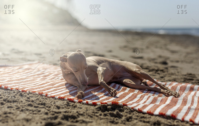 Friendly little dog in collar lying down in towel at seashore in sunny day