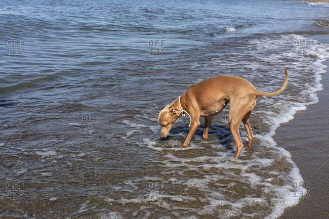 Friendly little dog in collar running among waves of seashore in sunny day