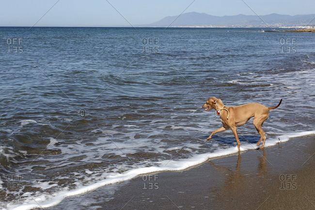Friendly little dog in collar running among waves of seashore in sunny day