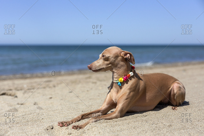 do italian greyhounds like to swim