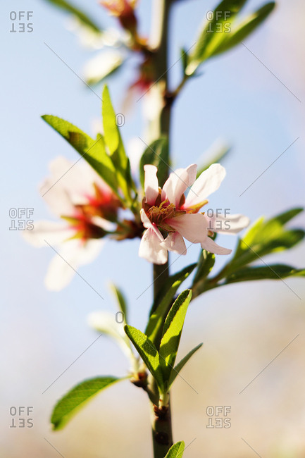 Closeup wooden almond tree twig with pink blooms in garden on hills on blurred blue sky background