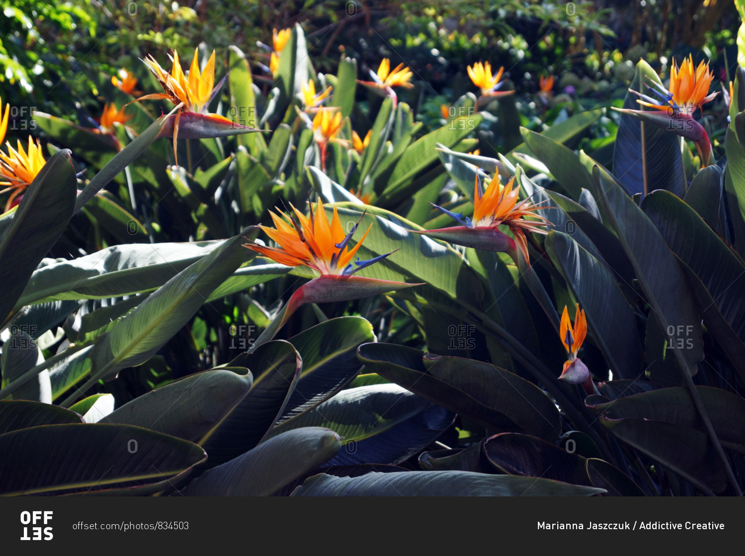 Beautiful bird of paradise flowers with lush green leaves growing on flowerbed on sunny spring day in tropical garden