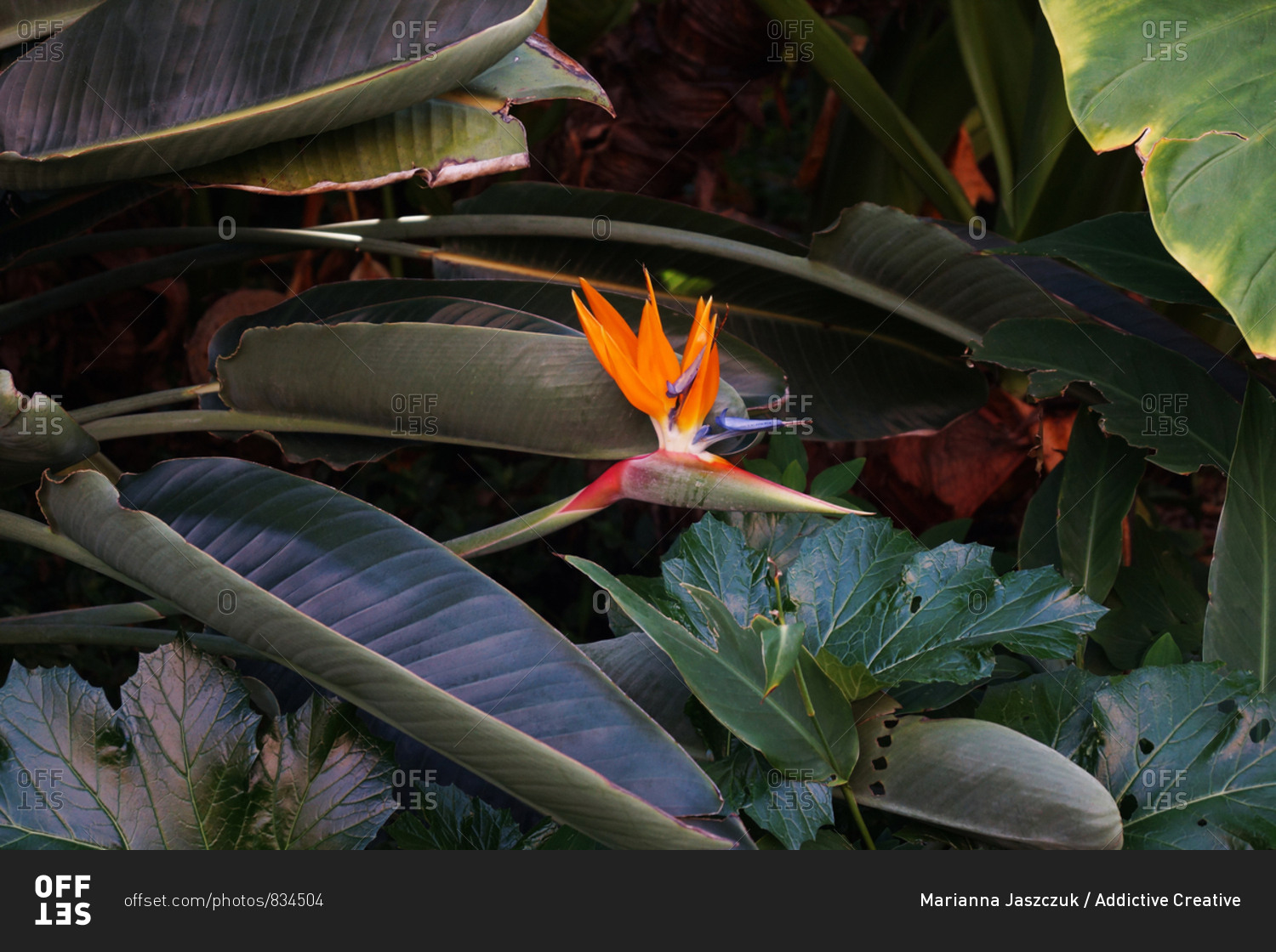 Flowerbed with bird of paradise flowers