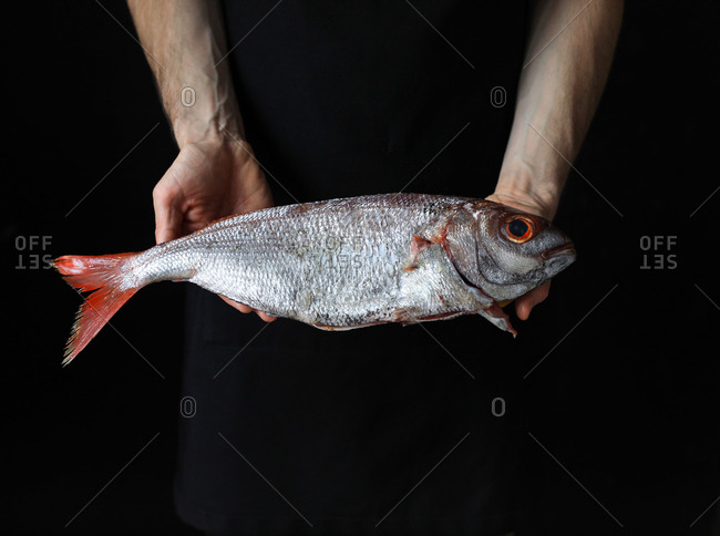 Big fresh scale fish with red eye and tail in hands
