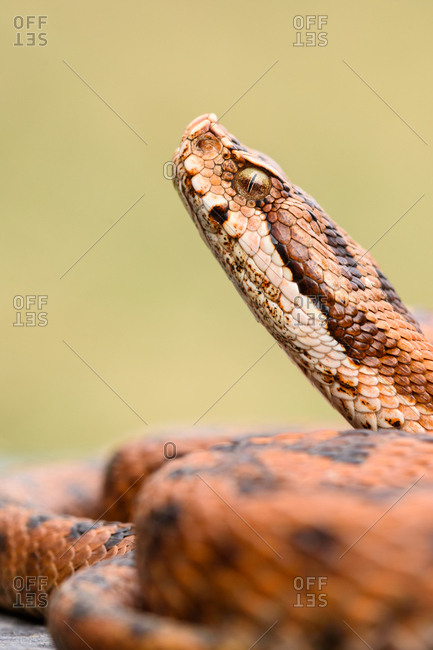 Python snake curled on ground