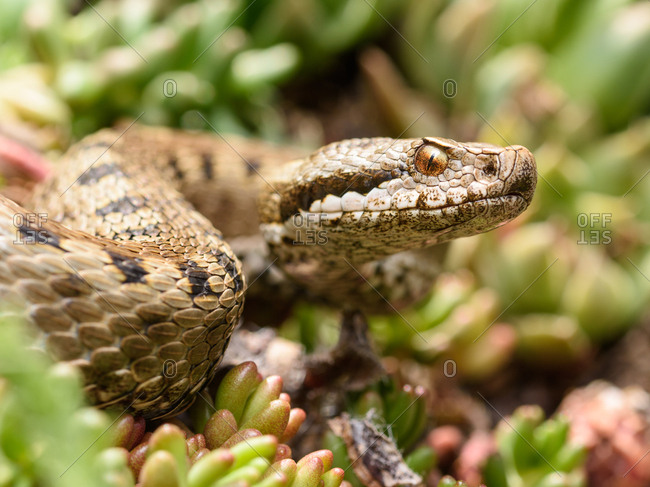 Python snake curled on ground