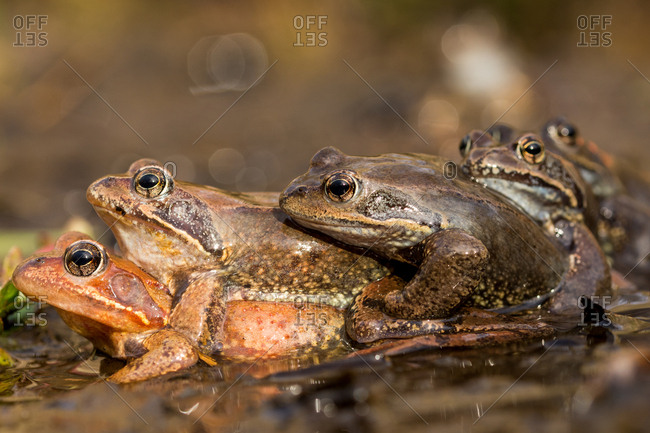 Brown toads sitting on one another in puddle on blurred background