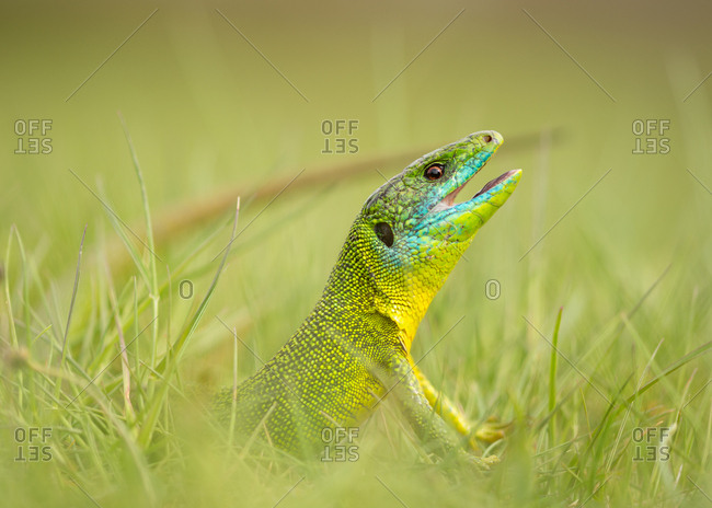 funny lizard stock photos - OFFSET
