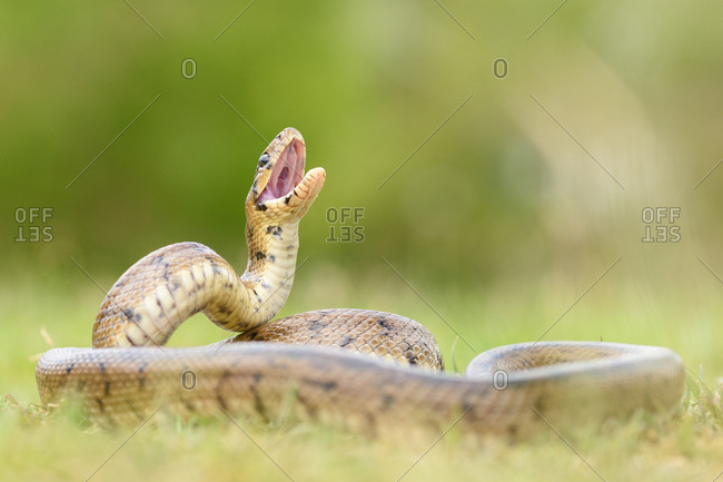 Python snake curled on ground