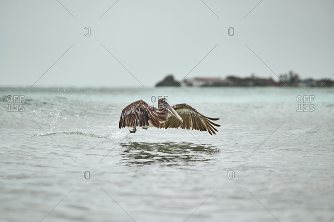 Huge gray pelican soaring over waving surface of sea water on dull day in nature