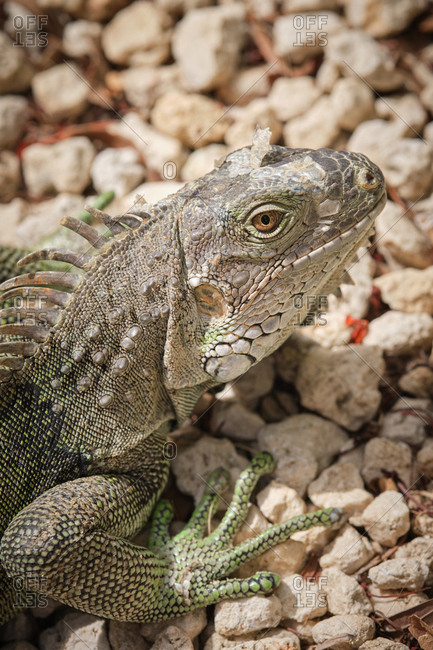 Closeup green iguana lying on rough stony ground on blurred background of nature