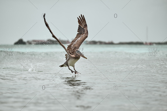 Huge gray pelican soaring over waving surface of sea water on dull day in nature