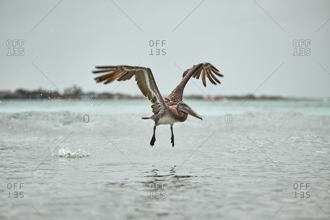 Huge gray pelican soaring over waving surface of sea water on dull day in nature