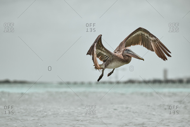 Huge gray pelican soaring over waving surface of sea water on dull day in nature