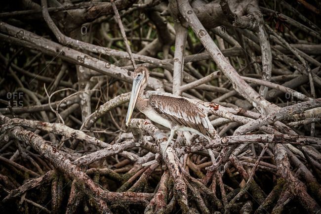 Gray pelican preening wing feathers while sitting on rough tree branches in nature
