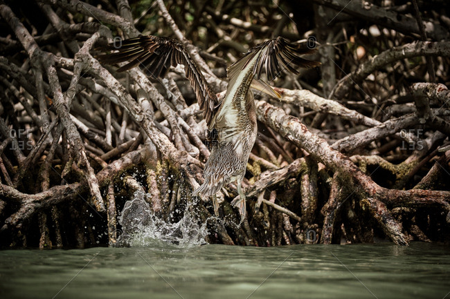 Huge gray pelican soaring over waving surface of sea water and fishing on dull day in nature