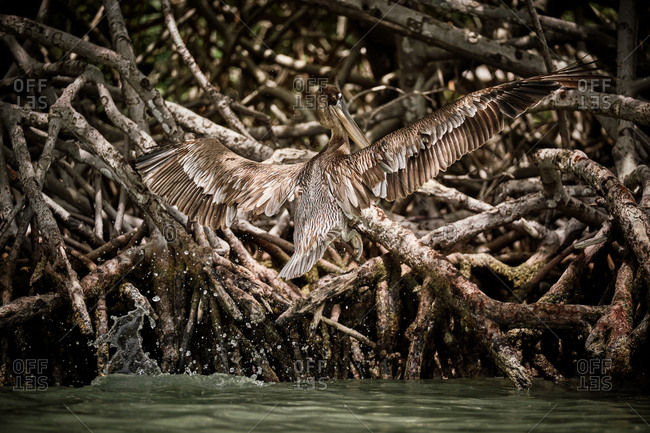 Huge gray pelican soaring over waving surface of sea water and fishing on dull day in nature