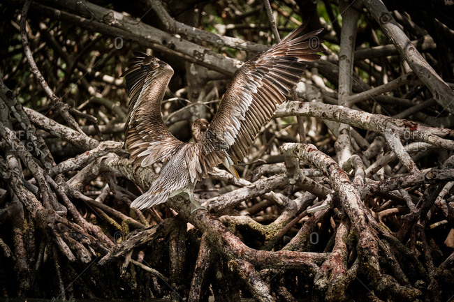 Gray pelican preening wing feathers while sitting on rough tree branches in nature
