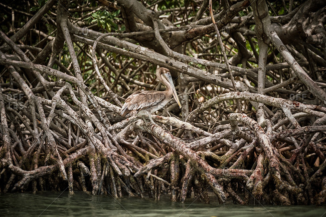 Gray pelican preening wing feathers while sitting on rough tree branches in nature