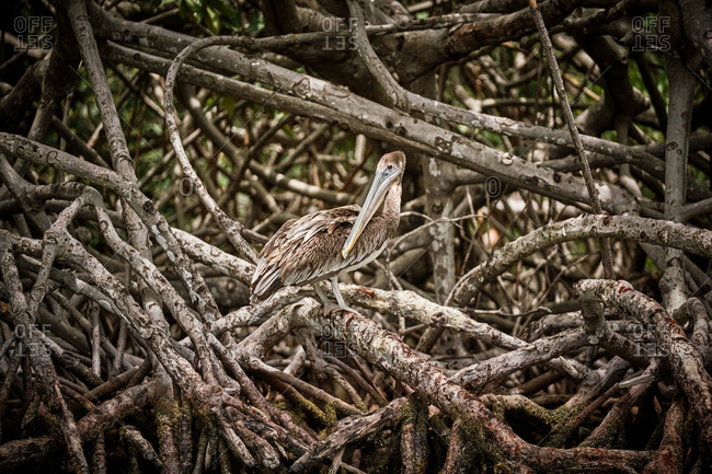 Gray pelican preening wing feathers while sitting on rough tree branches in nature