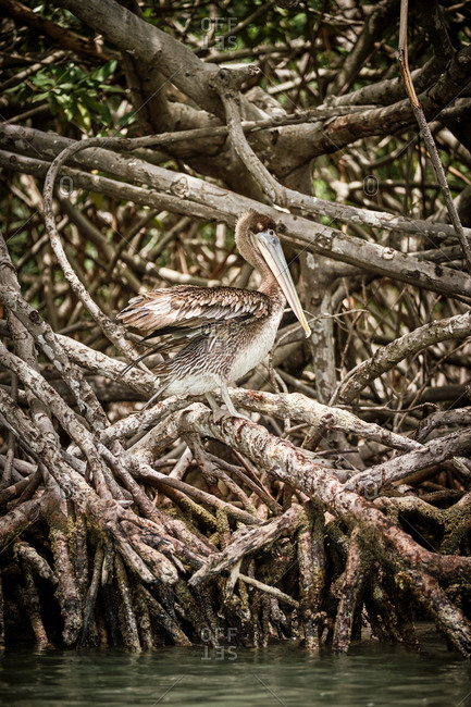 Gray pelican preening wing feathers while sitting on rough tree branches in nature