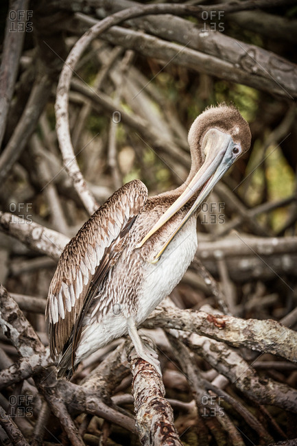 Gray pelican preening wing feathers while sitting on rough tree branches in nature