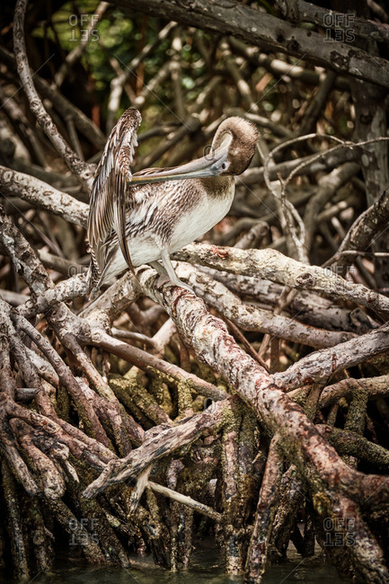Gray pelican preening wing feathers while sitting on rough tree branches in nature