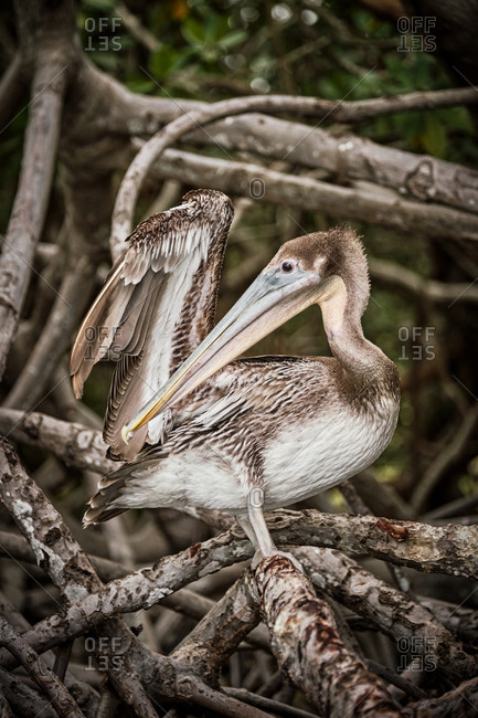 Gray pelican preening wing feathers while sitting on rough tree branches in nature