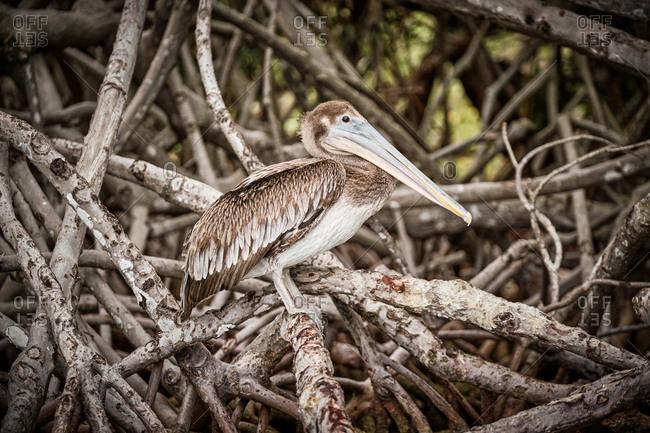 Gray pelican preening wing feathers while sitting on rough tree branches in nature