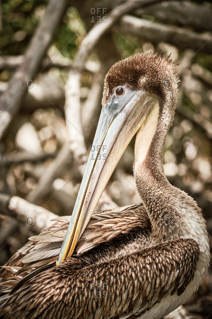 Gray pelican preening wing feathers while sitting on rough tree branches in nature