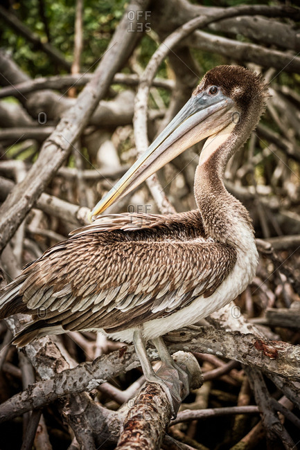 Gray pelican preening wing feathers while sitting on rough tree branches in nature