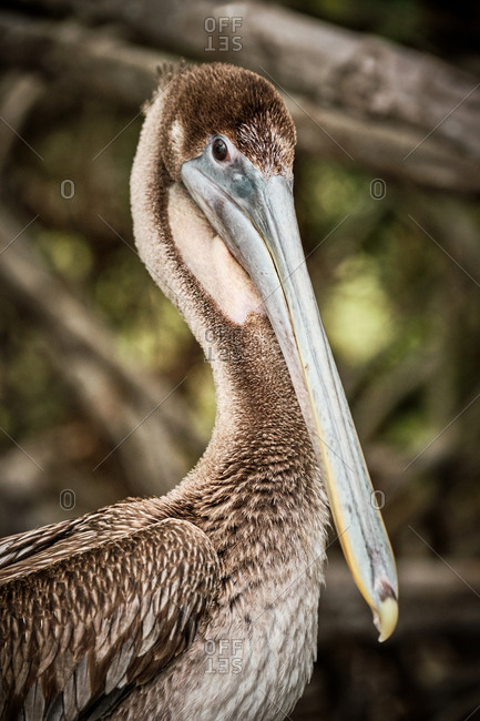 Gray pelican preening wing feathers while sitting on rough tree branches in nature