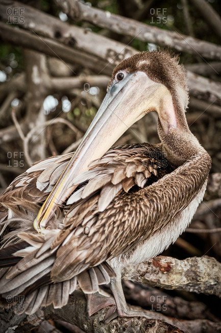 Gray pelican preening wing feathers while sitting on rough tree branches in nature