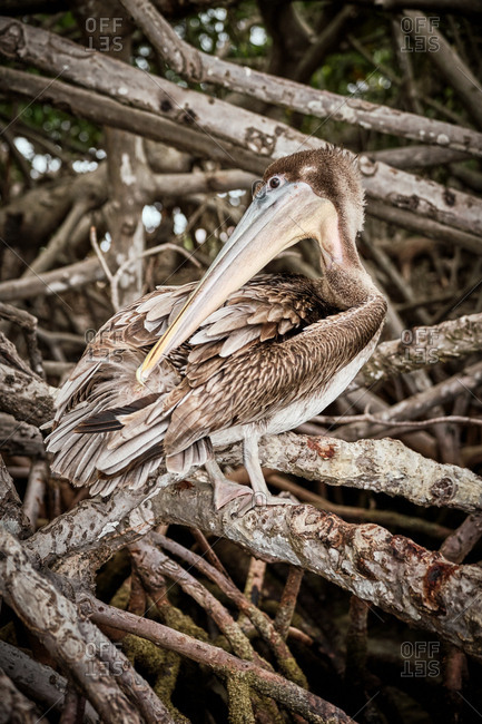 Gray pelican preening wing feathers while sitting on rough tree branches in nature