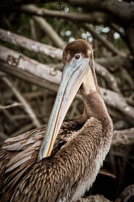 Gray pelican preening wing feathers while sitting on rough tree branches in nature