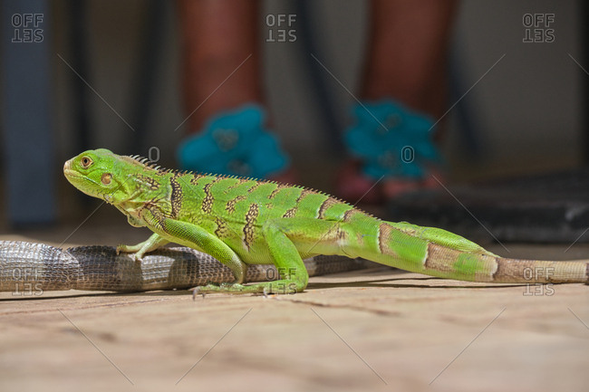 Unrecognizable female on background of wild green iguana in outdoor cafe on sunny day