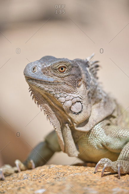 Closeup green iguana lying on rocky ground