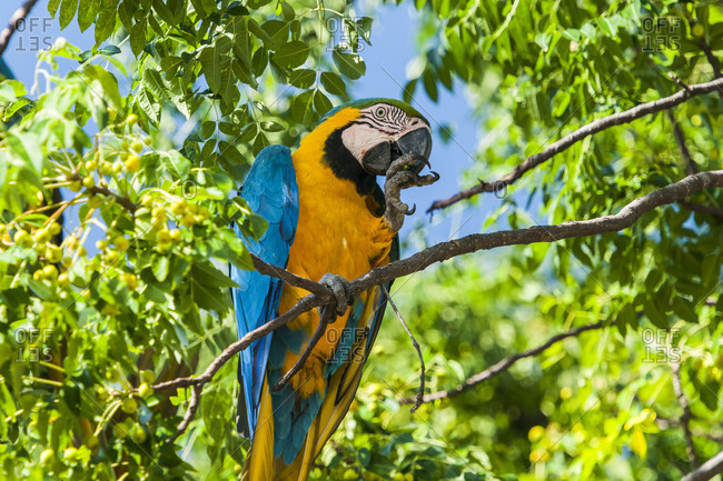 Blue-and-yellow macaw (Ara ararauna) perching on tree, Alto Paraiso, Goias, Brazil