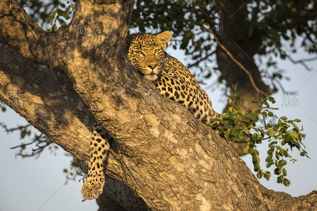 Female leopard (Panthera pardus) high in tree in Sabi Sands Game Reserve, Mpumalanga, South Africa