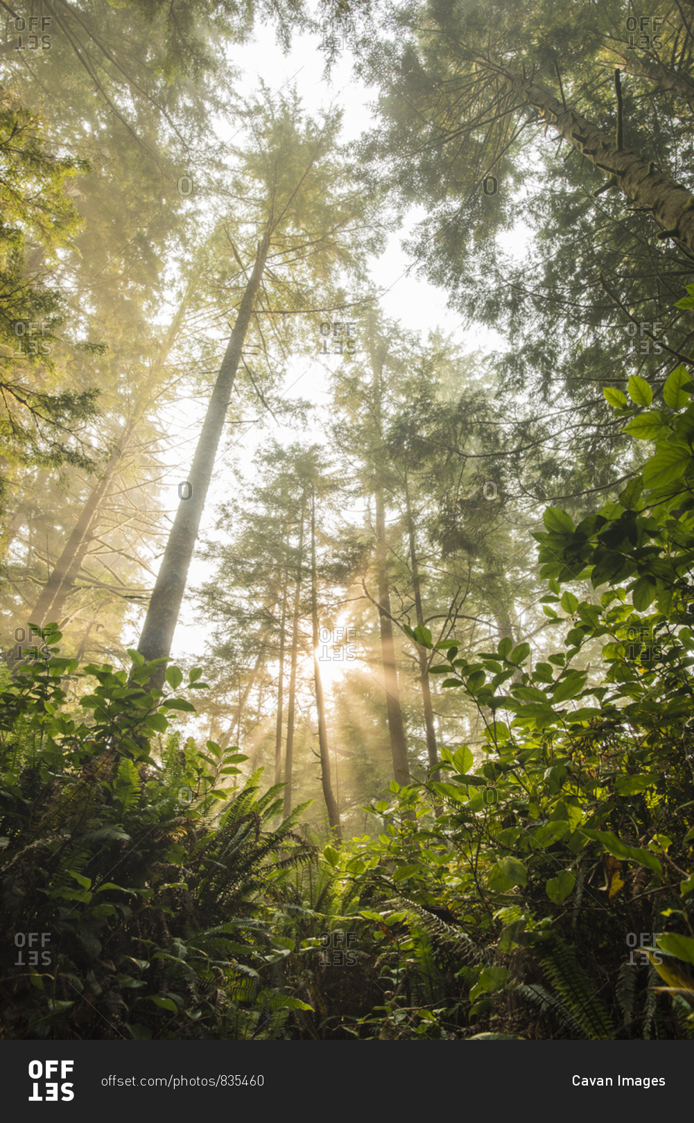Sun shining between trees in forest, West Coast Trail, Pacific Rim National Park, Vancouver Island, British Columbia, Canada