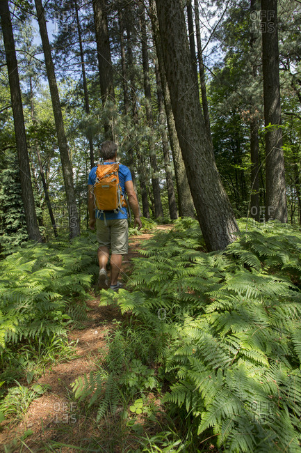 Male hiker follows trail through forest, ferns